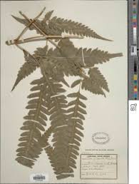 Image result for Pteris kivuensis