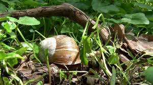 Zona verde,acces imediat la mijloace de transport,magazine,scoli,liceu. Parcul Natural Lunca Muresului Youtube