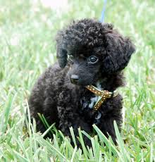 Black And White Standard Poodle Puppies For Sale Pin By Amazing Dog Tales On Minature Poodles Toy Dog Breeds Affenpinscher Dog Poodle Puppy