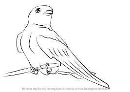 Learn How To Draw An American Cliff Swallow Birds Step By Step Drawing Tutorials Cliffside | cartoon series pilot. learn how to draw an american cliff