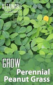 Perennial Peanut Grass A Drought Tolerant Alternative To Grass Lawn Perennials Ground Cover Grass