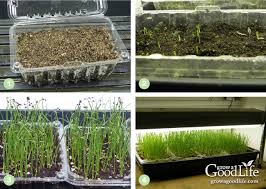 This is a super easy herb to grow and you will love having these fresh from your garden. How To Grow Onions From Seed