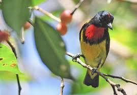 ป กพ นโดย mboonyong ใน birds 3