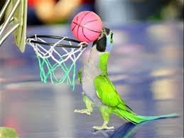 بيع طيور المباشر في ألمانيا Deutschlands Grosste Vogel Youtube