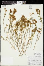 Image result for Trifolium purseglovei