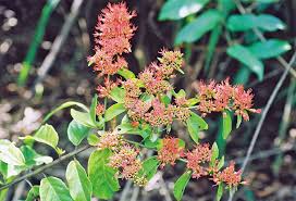 Image result for Combretum