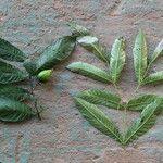 Image result for Massularia