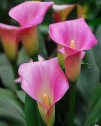 Pin On Hort 335 Flower Id