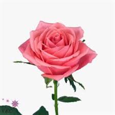 Order flowers online from interflora. Rose Ace Pink 60cm Wholesale Flowers Florist Supplies Uk Wholesale Flowers Online Wedding Flowers Rose