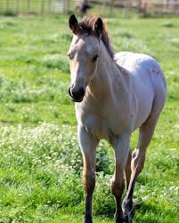 Image result for Medium Buckskin 1989 Colt