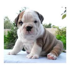 Yoda is the perfect english bulldog puppy. English Bulldog Puppies In Alaska English Bulldog Breeders Bulldog Puppies For Sale English Bulldog Breeders English Bulldogs For Sale Bulldog Puppies For Sale English Bulldogs For Sale Bulldog Puppy For Sale