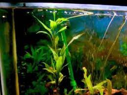 Check spelling or type a new query. Lucky Bamboo Underwater Youtube
