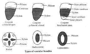 Learn Examples On Vascular Tissue Meaning Concepts Formulas Through Study Material Notes Embibe Com