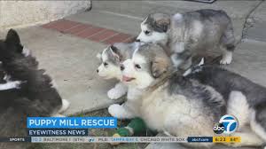 Alaskan malamute rescue of southern. Rescued Malamute Puppies Now Safe In Simi Valley Abc7 Los Angeles