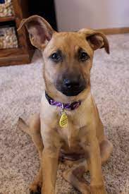 The german shepherd doberman mix is a hybrid between these two breeds. German Shepherd Greyhound Mix Puppy German Shepherd Greyhound Majestic Animals