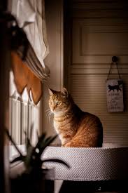 Maybe you would like to learn more about one of these? Looking Out Of The Window Null Cats Orange Cats Cats And Kittens