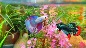 Wild Betta Fish Vs Halmoon Betta Fish Fighting Fish
