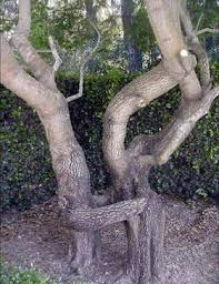Weirdest Tree Picture False Twins Photo D Arbre Etrange Faux Jumeaux Humanoid Tree Arbre Humanoide Trees Weird Trees Unique Trees Tree