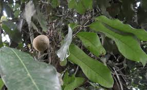 Image result for Landolphia lanceolata