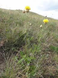 Image result for Emilia jeffreyana