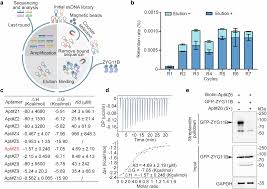 Image result for Modified Apt Test