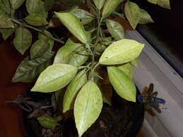 Spider mites on lemon tree. Spider Mites On Citrus Orange Walter Reeves The Georgia Gardener