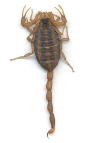 Scorpions | Oklahoma State University