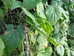 Image result for Zehneria scabra
