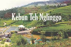 Untuk rute kebun teh ngelinggo samigaluh ini adalah dari jalan godean kamu ambil arah kanan. Panorama Indah Kebun Teh Nglinggo Kulon Progo
