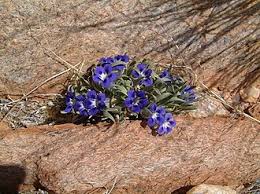 Image result for Aptosimum lugardiae