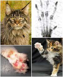 Nigel Dalton On Twitter Today I Learned A Genetic Variant Of The Main Coone Cat Our Largest Domestic Breed Has Developed An Opposable Thumb They Are Polydactyl Covid Schmovid This Is How Our Species Will End Https T Co Ezxs5i8atq