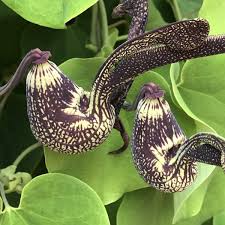 Image result for Aristolochia