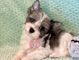 Image result for white yorkshire terrier