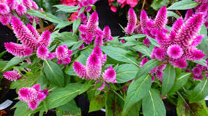 Celosia Intenz Pollinator Plants Plants Seasonal Flowers