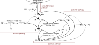 Damage to the endothelium releases clotting factors clotting factors convert the enzyme prothrombin to thrombin fibrin threads mesh together clotting the blood and sealing the wound 2 Main Reactions Of The Blood Coagulation Cascade Download Scientific Diagram