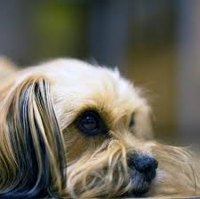 Si Vous Voulez Offrir A Votre Chien Des Aliments Naturels Et Sains Peut Etre Vous Etes Vous Deja Demandes Est Ce Que Les Chiens Pe Cesar Millan Dogs Animals