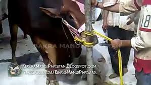 Qurbani camel kill qasai, story of run away bull & camel, qurbani eid ul adha 2020 must seen video. Cow Kids A Boy On Eid Ul Azha Cow Qurbani Cow Kicks The Boy Video Dailymotion