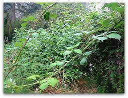 Maybe you would like to learn more about one of these? Brambles Gone Wild How To Remove Blackberries Tall Clover Farm
