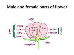 Those missing one or more parts are called incomplete flowers. Parts Of Flower Ppt Video Online Download