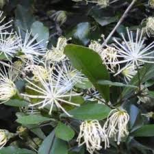 Image result for Maerua nervosa