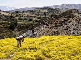 Image result for Crepidorhopalon