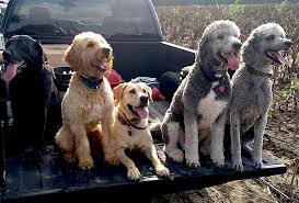 Click the questions below to jump straight to their answers. Dove Hunting Doodle Sporting Classics Daily