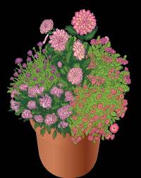 Image result for Coleus calycinus