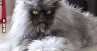 Guinness World Record Holder For Longest Fur On A Cat Cats Werewolf Cat Grumpy Cat