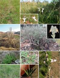 Image result for Syncolostemon elliottii