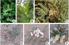 Image result for Astragalus atropilosulus