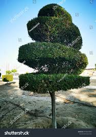 Image result for Conocarpus