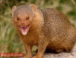 صور النمس معلومات عن النمس Mongoose Animal Animal Facts Funny Looking Animals