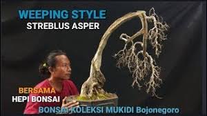 Download Bonsai Tiup Angin Milik Afief Bonsai Art Mp3 Mp4