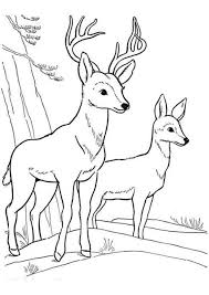 This black and white outline of a buck is just what you have been looking for! Free Easy To Print Deer Coloring Pages Tulamama